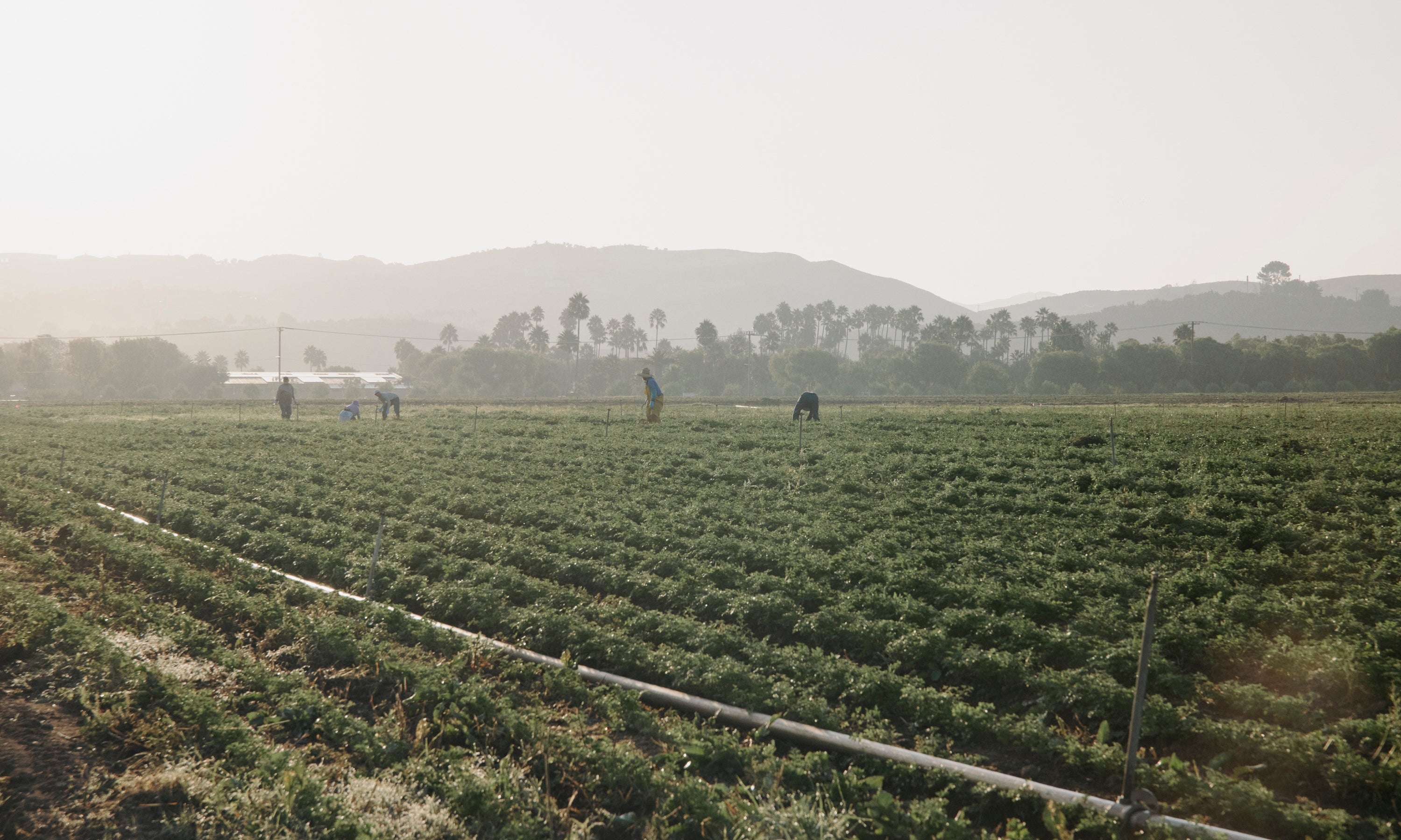EREWHON_FARMS_R5_3